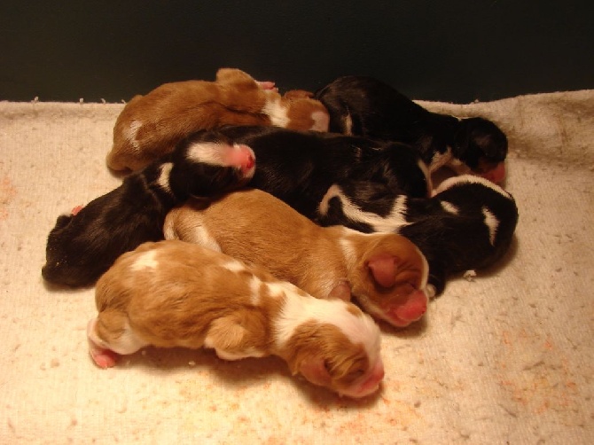 Du val de la lauriere - A réserver des bébés tricolore et blenheim