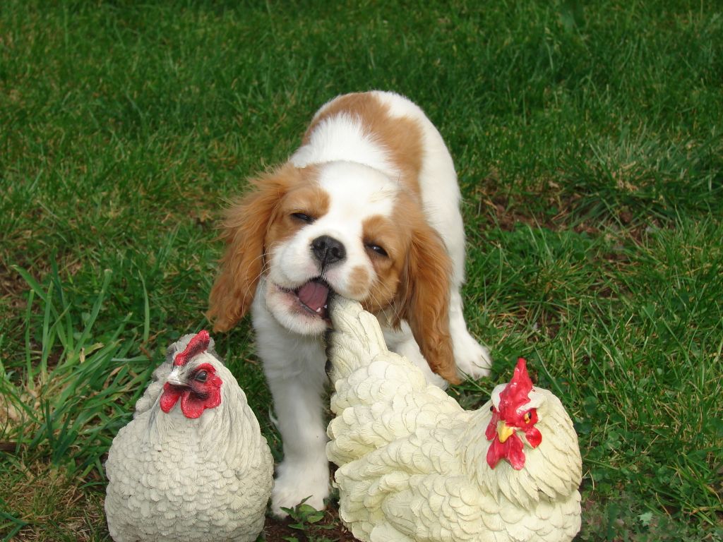 Du val de la lauriere - R'Lisa avec ses poules