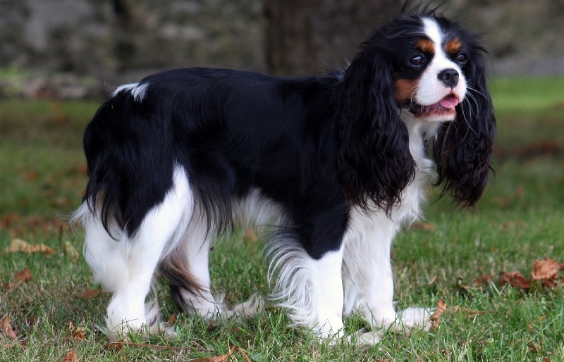Enola Du val de la lauriere