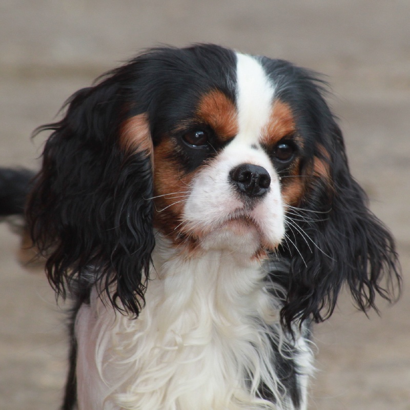 Fabuleux destin Du val de la lauriere