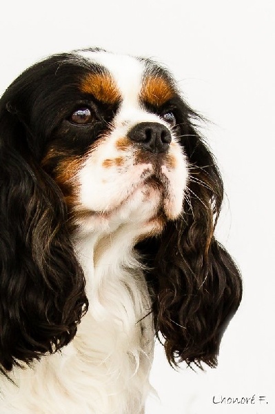 Flipper Du val de la lauriere