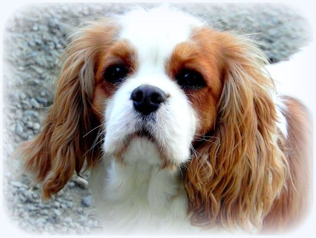 Hazalée Du val de la lauriere